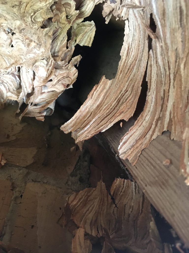 kártevőirtás, csótányirtás, darázsirtás, Pécs